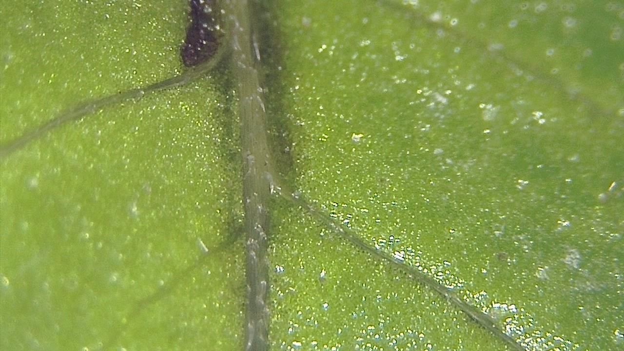 STEM Classrooms and Teaching Labs microscopy sample image 30