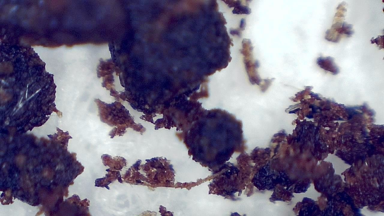 STEM Classrooms and Teaching Labs microscopy sample image 35