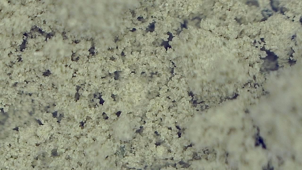 Food Industry microscopy sample image 5