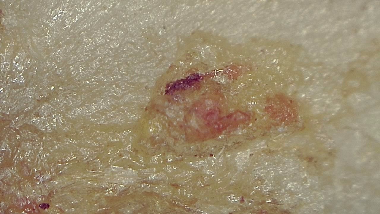 Food Industry microscopy sample image 13