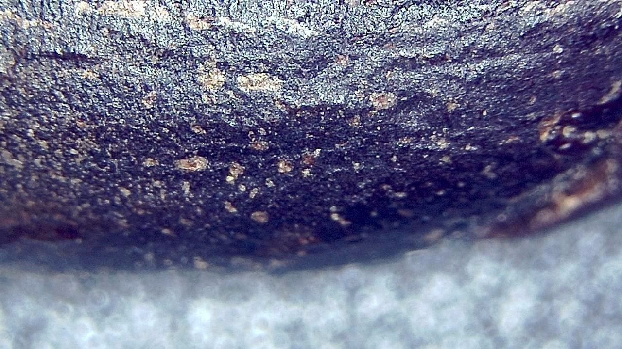 Food Industry microscopy sample image 22