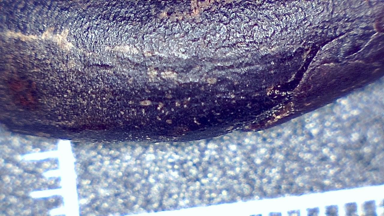 Food Industry microscopy sample image 23